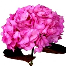 Hydrangea Tinted - Pink